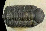Bargain, Austerops Trilobite - Visible Eye Facets #119969-2